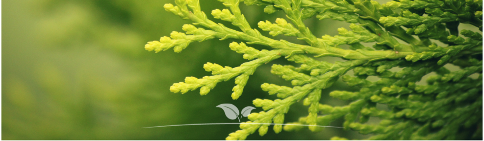 Thuja Brabant | Detail | Gardline